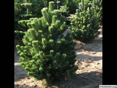 Сосна крымская черная Pínus Pallasiana - фото - красовский-сад.рф