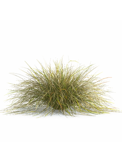 трава Анемантеле тростниковидный anemanthele lessoniana 01