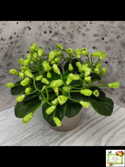 Emerald Bell (О.Барышева) 2016