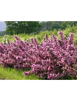 Вейгела Purpurea