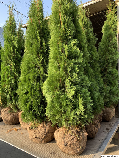 Туя Смарагд - Smaragd 1 метр