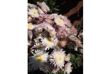 Аннушка.
Селекция НБС