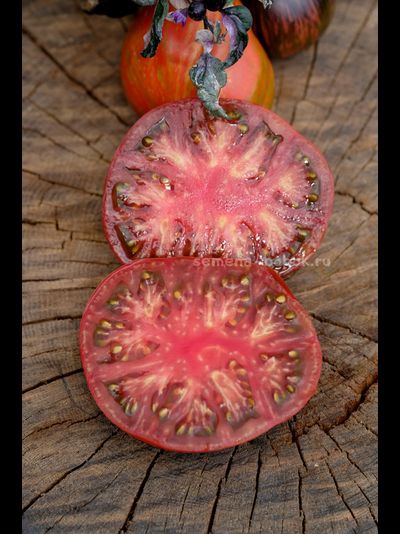 Томат Ярсон 16 (Jarson 16), 10 шт