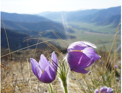 Здравствуй, Алтай! 7 дней. Апрель - октябрь 2025