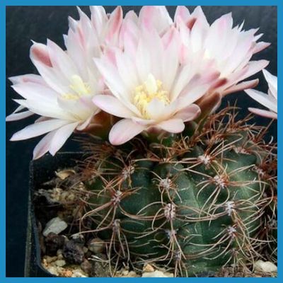 Gymnocalycium gaponii