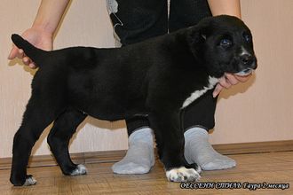 Сука №2. ГАУРА (Черная с белым). ПРОДАНА