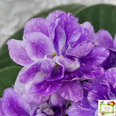 АВ-В Краю Единорогов (Фиалковод) 2020 г.