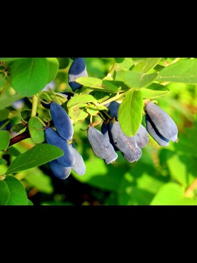 Синеглазка(жимолость), 2 года, 3 года, ЗКС