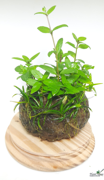 Кочка питательная Ваби-Куса