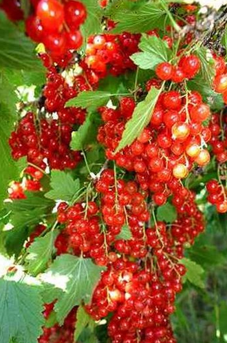 Смородина красный крест описание