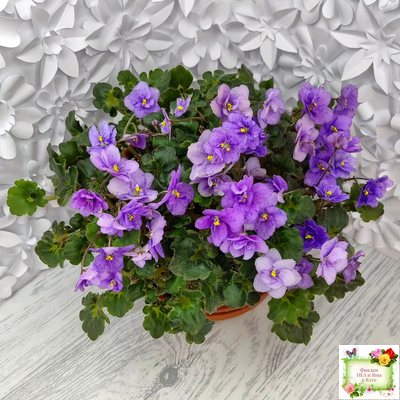 Skagit Victory Trails (W. Lindstrom)  (5659) 01/30/1984 трейлер