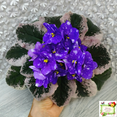 Rivermist Heavenly (J. Baker) (10985) NEW 05/21/2018