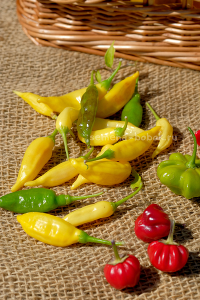 Перец острый Aji Lemon Drop (Ахи Лемон Дроп), 10 шт