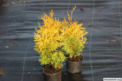 Туя Салланд - Salland