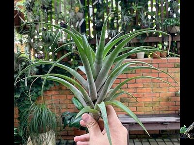 Тилландсия Flexuosa