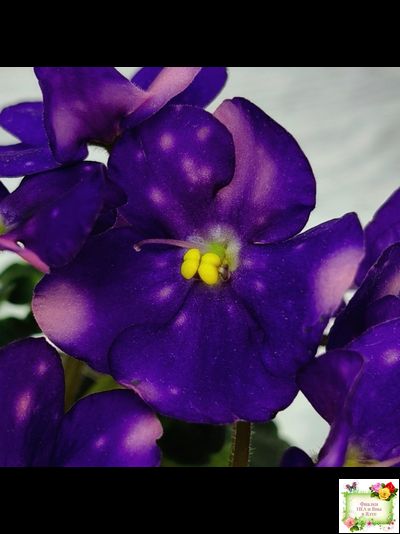 ВаТ-Горох на Десерт (Т. Валькова) 2020 г. (гёрл-листва)