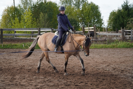 Абонемент на занятия верховой ездой