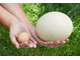 яйцо, страус, ostrich, купить, большое, яичко, egg, круглое, плод, курица, куриное, скорлупа, птица