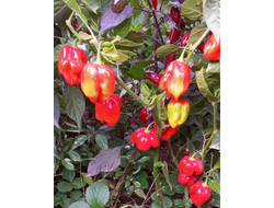 Перец острый Aji Rosita Rojo