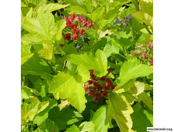 Пузыреплодник калинолистный Наггет - Nugget