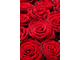 Яркий букет из 31 красной розы с ленточкой