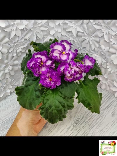 ПТ-Принцесса Ясмин (Т. Пугачева) 2019 г.