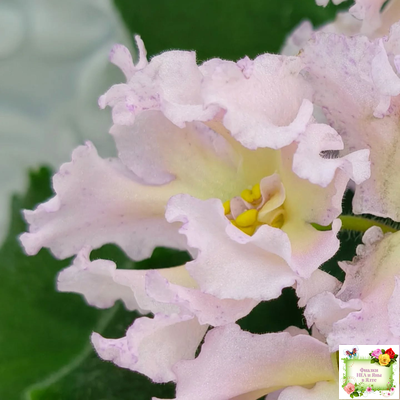 РМ-Солнечное Конфетти (Н. Скорнякова) 2022 г.