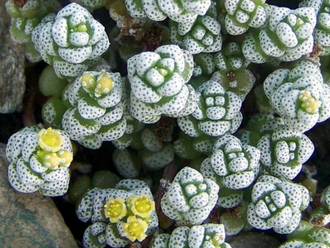 Крассула Кораллина - Crassula Corallina, Крассула коралловая, Crassula dasyphylla