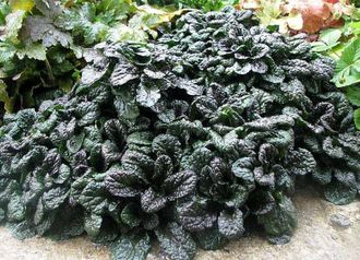 Живучка (Аюга) пирамидальная (сорт &#039;Metallica Crispa&#039;), ЗКС