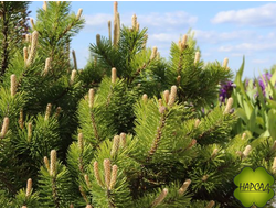 Сосна горная "Пумилио"