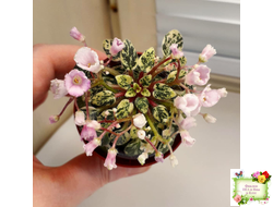 Precious Pixie (S.Sorano) (3 листа с детками в 1 стаканчике)