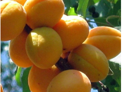 Абрикос Десертный
