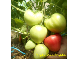 Томат Чудо Волфорда (Wolford Wonder)