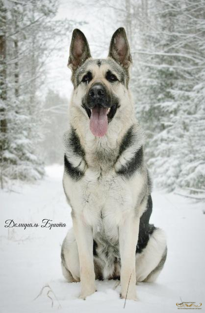 Мать щенков