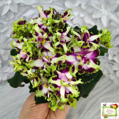 Лесной Царь (Кузина, Артемова) 2009 г. химера (стартер сорт)