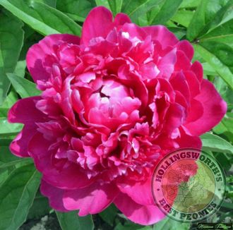 Paeonia President Roosevelt