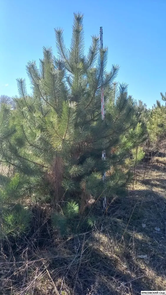 Сосна крымская Черная (Pinus nigra) – фото летом в питомнике - красовский-сад.рф