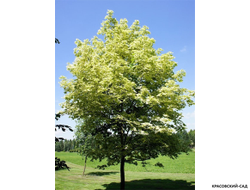 Клен остролистный Друммонди - Drummondii