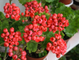 Red Pandora - пеларгония тюльпановидная - описание сорта, фото - купить черенок в Перми и почтой