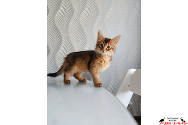 Выпускница Фокси (Neva Fleur Lunaire), 2022 г.