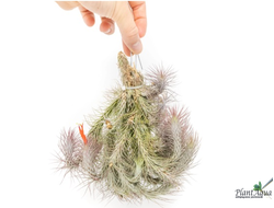 Тилландсия Funckiana