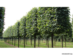 Липа европейская Палида - Pallida