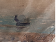 "Летний пейзаж" бумага акварель Заварин Н.В. 1930-е годы