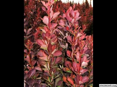 Барбарис Тунберга Red Pillar