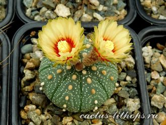 Astrophytum asterias f.Llera - 5 семян