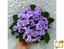 ГЕА-Весёлый Клоун (Е. Галицкая) 2024 г. трейлер