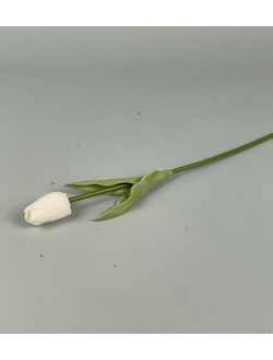 тюльпан белый