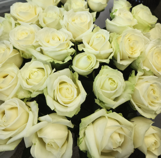 РОЗА РОССИЯ белая