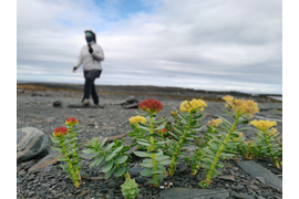 Родиола Розовая