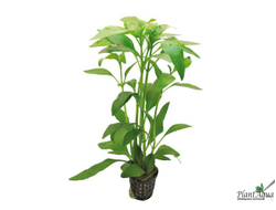 Гимнокоронис (ветка)